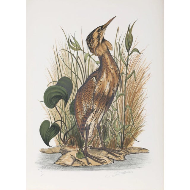 Artist: Jerome Trollier, French . Title: Spangled Bittern. Year: 1973. Medium: Lithograph, signed and numbered in pencil....