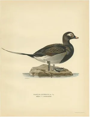 Von Wright, Male Long-Tailed Duck in Summer, 1929, Paper