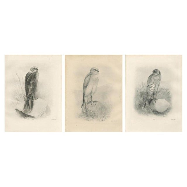 Stonham, British Harrier Bird, 1908, Lithographs, Set of 2 For Sale - Image 9 of 9