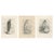Stonham, British Harrier Bird, 1908, Lithographs, Set of 2 For Sale - Image 9 of 9