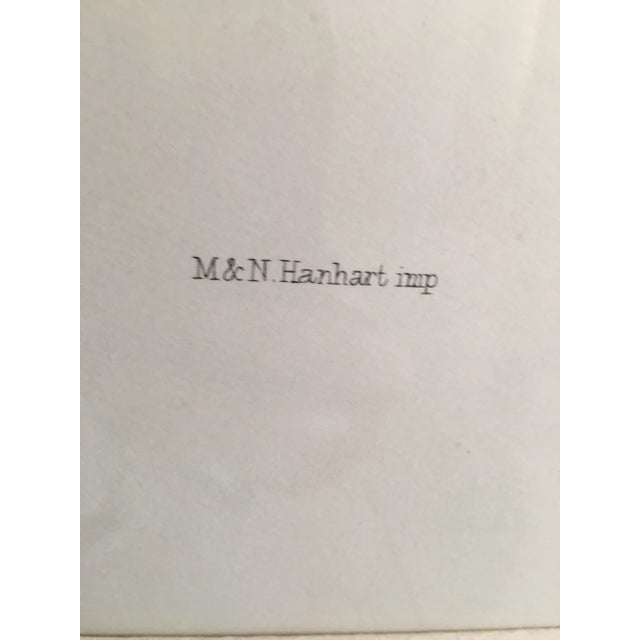 Plastic Early 20th Century Antique J.Wolf & J.Smith “Ailureadus Crassirostris” Lithograph Print For Sale - Image 7 of 11