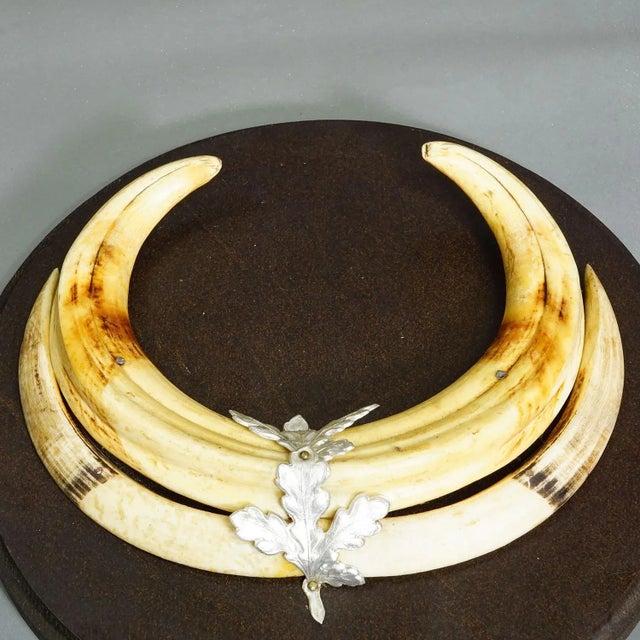 1950s Vintage Wild Boar Teeth Trophy on Wooden Plaque, Germany For Sale - Image 5 of 6