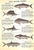 Abercrombie & Fitch 1929 Sportsmans' Catalogue For Sale - Image 14 of 14