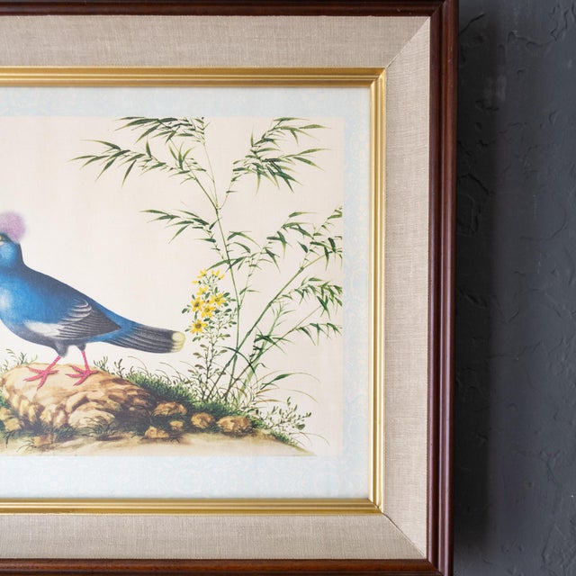 Wood Framed Audubon Style Mid Century Bird Print of a Blue Crowned Pigeon For Sale - Image 7 of 10