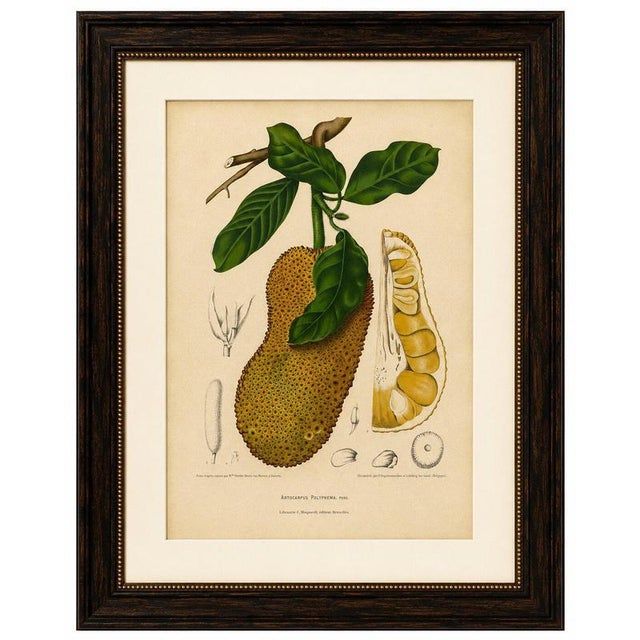 Title: Original Antique Jackfruit Botanical Chromolithograph by Hoola van Nooten 1880 : An original antique botanical...