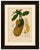 Title: Original Antique Jackfruit Botanical Chromolithograph by Hoola van Nooten 1880 : An original antique botanical...