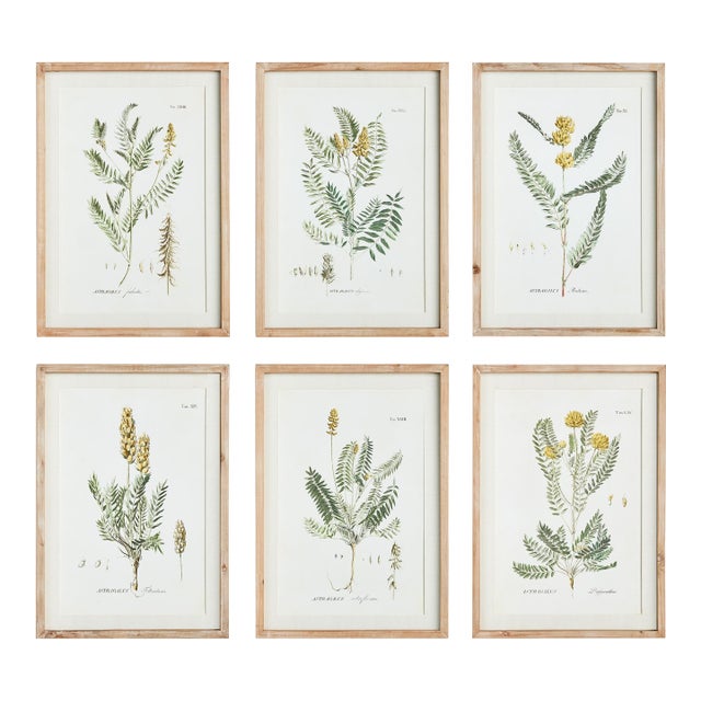 Mid-Summer Blooms Prints, Set Of 6 For Sale