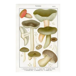 1915, Ponderosa Mushroom Print, Original Lithograph, Germany