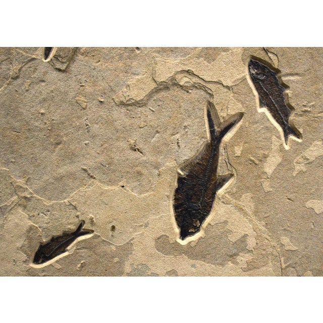 Fossil Fish Mural 9005gm For Sale - Image 4 of 5