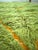 Lime Green Diamond Wool Moroccan Beni Ourain Rug For Sale - Image 9 of 12
