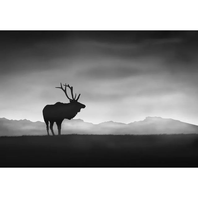 Stijn Dijkstra / Eyeem, Silhouette Horned Animal on Landscape, Photographic Paper For Sale