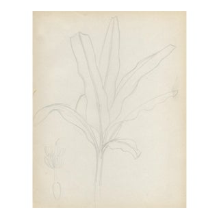 1940s Grace Spongberg Banana Tree Sketch For Sale