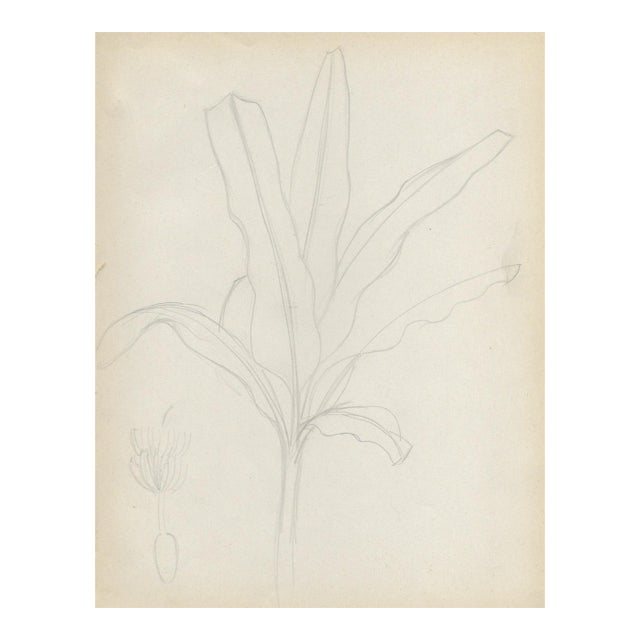 1940s Grace Spongberg Banana Tree Sketch For Sale