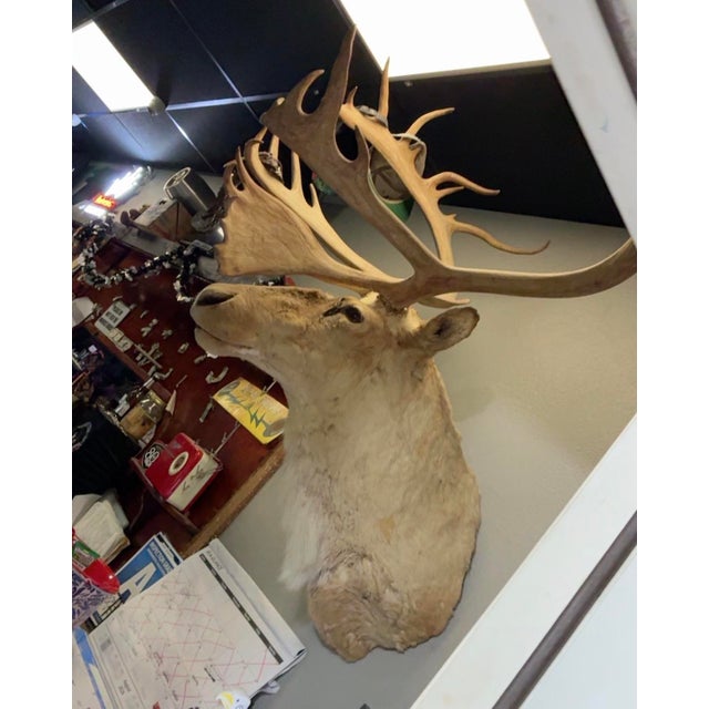 Exceptional vintage caribou taxidermy mount featuring an impressive oversized antler rack and beautifully preserved...
