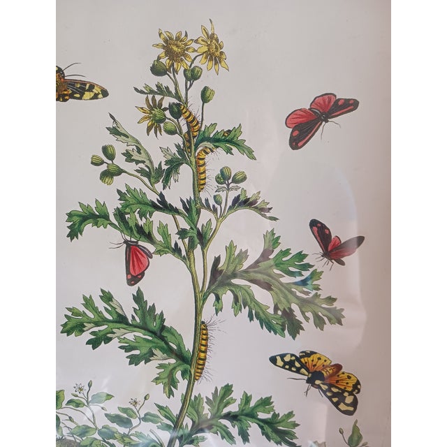 Contemporary 1700's Butterfly Natural History Engravings Reproductions in Contemporary Mirror Frames For Sale - Image 3 of 14