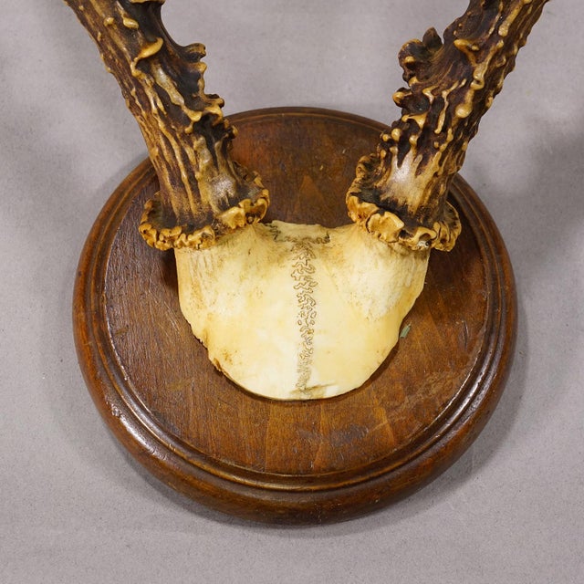 Antique Sika Deer Antler Trophy on Carved Plaque, Germany 1930s For Sale - Image 4 of 4