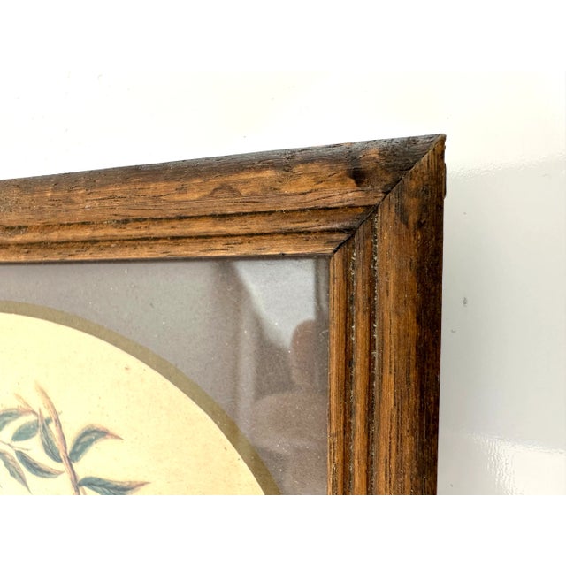 Wood Vintage Mid Century Italian Small Wood Framed Bird Prints, a Pair For Sale - Image 7 of 11