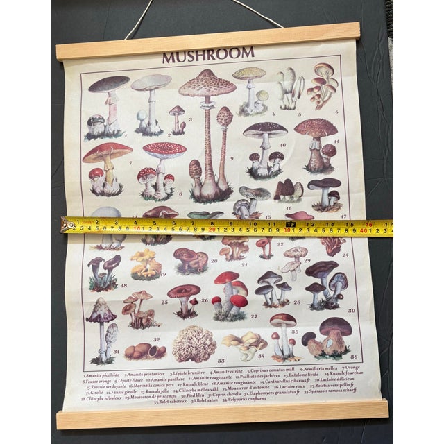 Vintage Mushroom Botanical Canvas Chart With Wood Rails, European Fungi Study Organic Modern Wall Hanging For Sale - Image 4 of 6