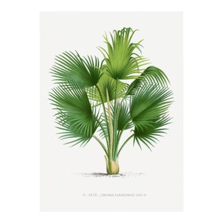 Fan Palm Botanical Study, Vintage Art Print Reproduction, 12" X 18" For Sale