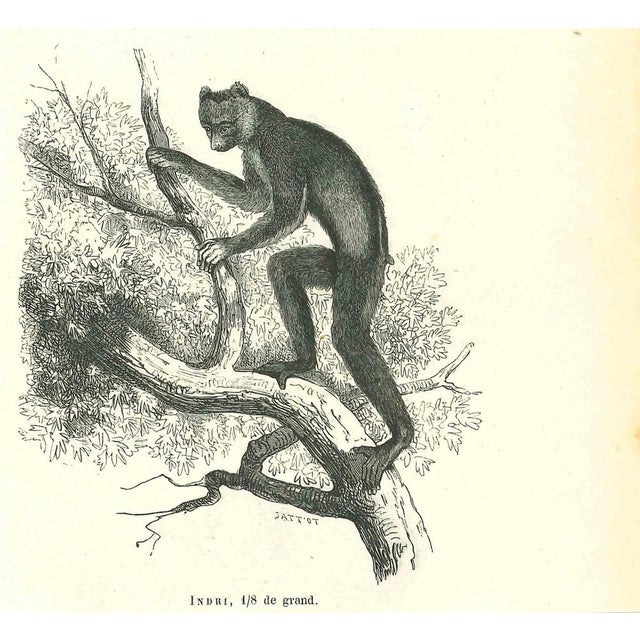 Indri is an original lithograph on ivory-colored paper, realized by Paul Gervais (1816-1879). The artwork is from The...