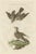 Antique print titled ‘alauda maculata'. This print depicts the eurasian sky lark (dutch: bonte leeuwerik). This print...