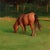 This oil painting on wood panel captures a solitary horse grazing in a lush green setting, characterized by bold...