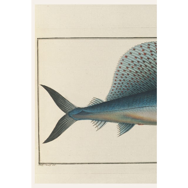An elegant reproduction of an eighteenth-century natural history fish illustration by Marcus Elieser Bloch (1723–1799),...
