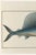 An elegant reproduction of an eighteenth-century natural history fish illustration by Marcus Elieser Bloch (1723–1799),...