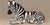 Offered is a stunning Italian porcelain zebra. I believe it was made in the 1970’s as you will see from the pictures he...