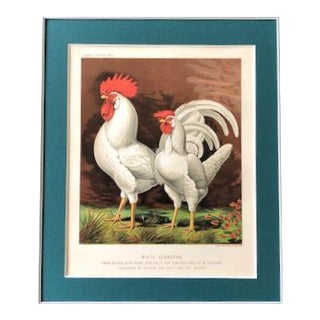 Late 19th Century Antique Cassell’s Poultry Book - White Leghorns Chromolithograph For Sale
