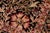 1990s Art Nouveau 1990's William Morris Hand Knotted Wool Rug For Sale - Image 5 of 9