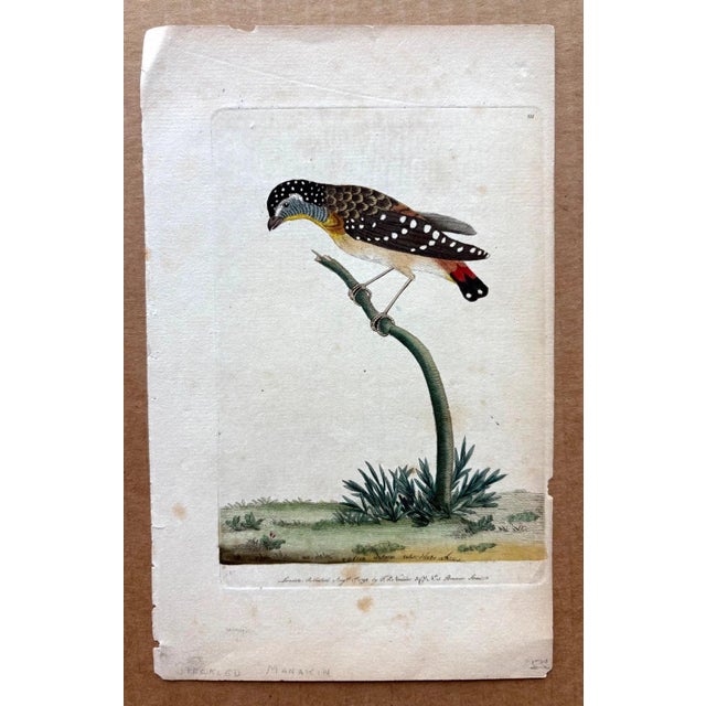 Up for sale is this charming hand-colored copper engraving from Shaw & Nodder's “The Naturalist's Miscellany”, a...