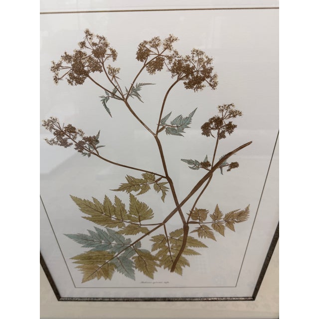 Lussier Lajoie Framing Botanical Prints, Set of Five For Sale - Image 11 of 12
