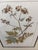 Lussier Lajoie Framing Botanical Prints, Set of Five For Sale - Image 11 of 12