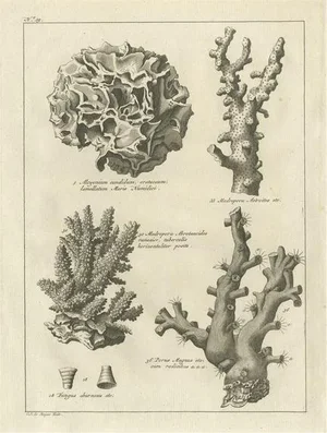 Stone Corals, 1773, Engraving on Paper