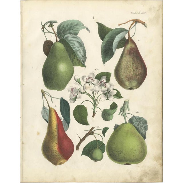 Dr. Calwer, Pears and Apples, 1854, Chromolithographs on Paper, Set of 6 For Sale - Image 3 of 9