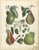 Dr. Calwer, Pears and Apples, 1854, Chromolithographs on Paper, Set of 6 For Sale - Image 3 of 9