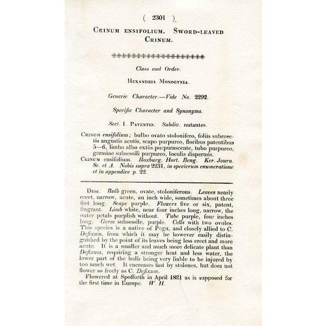 Illustration 1822, Crinum Botanical Print, Curtis's Botanical Magazine, Original Antique Botanical Print, Engraving, England For Sale - Image 3 of 3