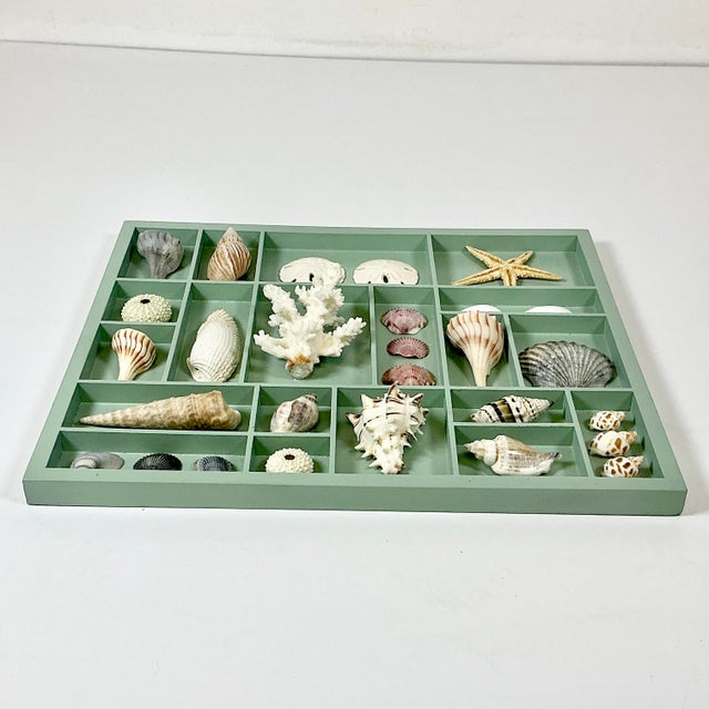 Asparagus Vintage Coastal Boho Chic Seashell Collection, Sage Divided Shadowbox Decorative Object For Sale - Image 8 of 9