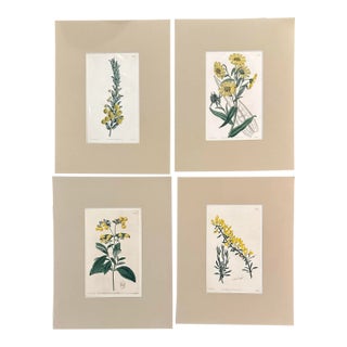 Set of Four 19th Century Hand Colored Copper Plate Engravings of Yellow Flowers For Sale
