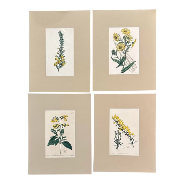 Set of Four 19th Century Hand Colored Copper Plate Engravings of Yellow Flowers For Sale
