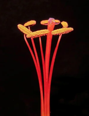 2010 "Lily Stamen" Limited Edition Still Life Photograph by J. Schmid