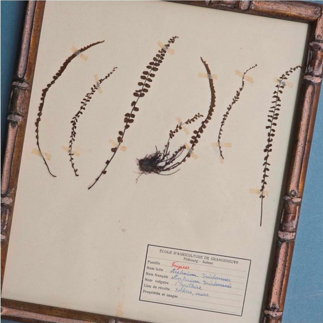Swiss Herbarium Panels from École Dagriculture de Grangeneuve, 1920s, Set of 4 For Sale - Image 12 of 18