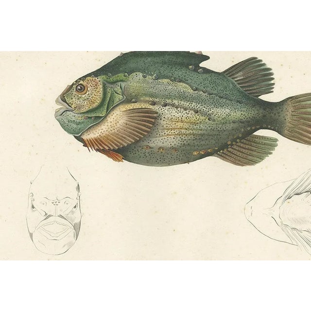 Lumpsucker or Lumpfis, 1845, Lithograph on Paper For Sale - Image 3 of 10