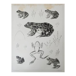 Mid 19th Century Us Pacifc Railroad Frog Lithograph Book Plate For Sale