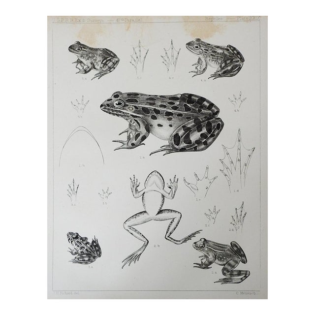 Mid 19th Century Us Pacifc Railroad Frog Lithograph Book Plate For Sale