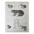 Mid 19th Century Us Pacifc Railroad Frog Lithograph Book Plate For Sale