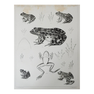 Mid 19th Century Us Pacifc Railroad Frog Lithograph Book Plate