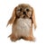 Realism Mid-Century Steiff Studio Size Pekinese Store Display Model, Made in Germany For Sale - Image 3 of 8