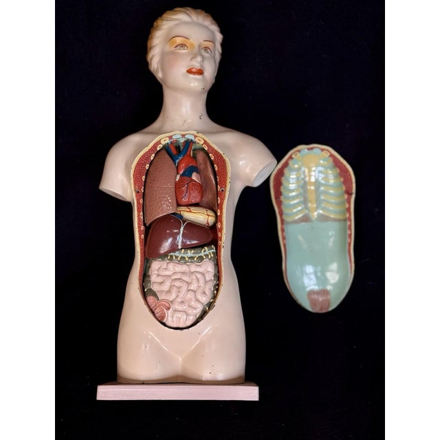 Antique Medical Human Anatomy Dissected Teaching Female German Model Hand Painted For Sale - Image 11 of 18